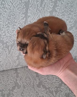 Cuccioli di spitz pomerania toy