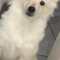 Cucciola di volpino italiano