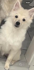 Cucciola di volpino italiano