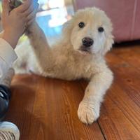 Cuccioli di maremmano abruzzese