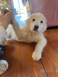 Cuccioli di maremmano abruzzese