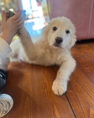 Cuccioli di maremmano abruzzese