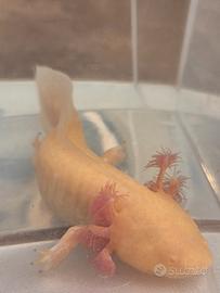Axolotl