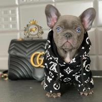Bulldog francese
