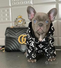 Bulldog francese