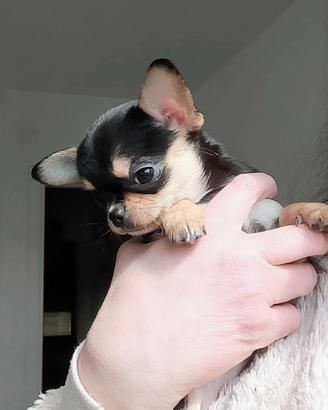 Chihuahua pedigree ENCI