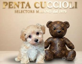 MALTIPOO TOY WHITE MASTER -- pag. soft