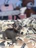chihuahua-cucciolo-micro