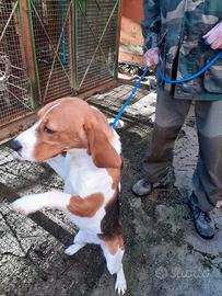 Beagle Femmina