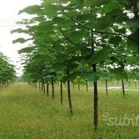 Paulownia Piante meno di un euro