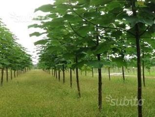Paulownia Piante