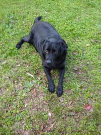 Labrador