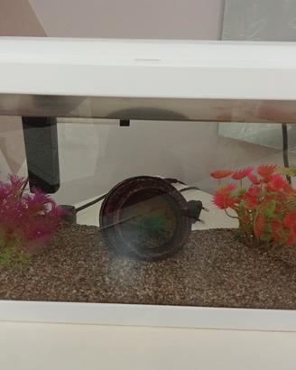 acquario 