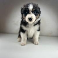 Cucciolo pastore australiano