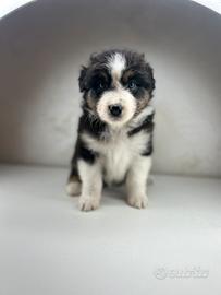 Cucciolo pastore australiano