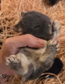 cuccioli minilop