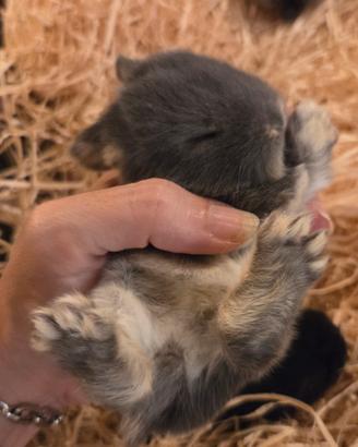 cuccioli minilop