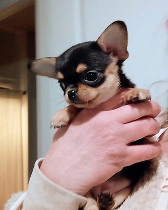 Chihuahua pedigree ENCI