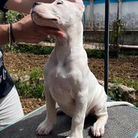 Dogo Argentino