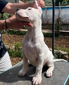 Dogo Argentino