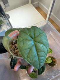 Alocasia melo baby #1