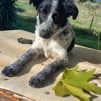 Margot 7 mesi tg medio piccola in adozione