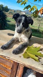 Margot 7 mesi tg medio piccola in adozione