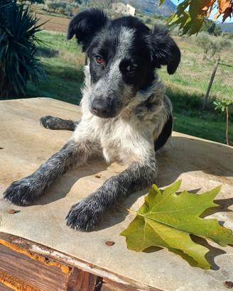 Margot 7 mesi tg medio piccola in adozione