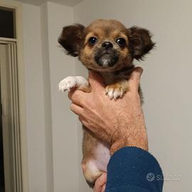 Cuccioli di Chihuahua Toy - 3 mesi