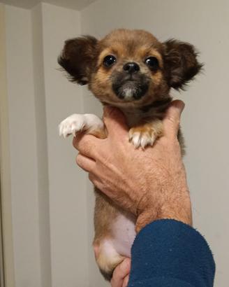Cuccioli di Chihuahua Toy - 3 mesi