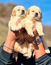 Cuccioli di Golden Retriever by Marina Lab