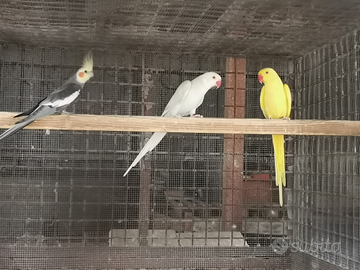 Coppia parrocchetto dal collare