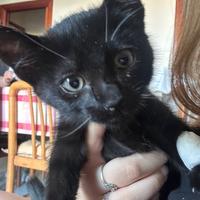 Sorelline bellissime