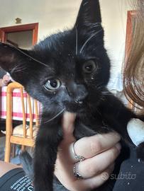 Sorelline bellissime