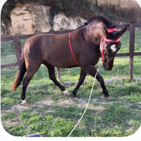 Cavallo castrone pre