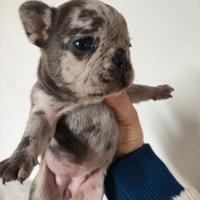 Bulldog francese Merle
