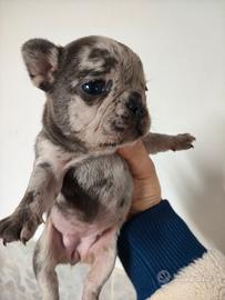 Bulldog francese Merle