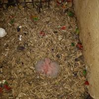 Pullo di lorichetto arcobaleno