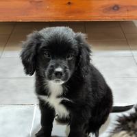 Barboncino/Volpino (incrocio)