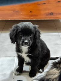 Barboncino/Volpino (incrocio)