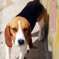 Beagle femmina 18 mesi