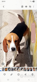 Beagle femmina 18 mesi