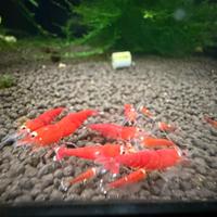 Caridine cantonensis christmass Santa Claus