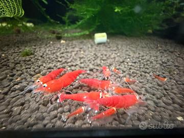 Caridine cantonensis christmass Santa Claus