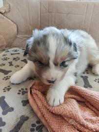 Cuccioli di Pastore Australiano Aussie