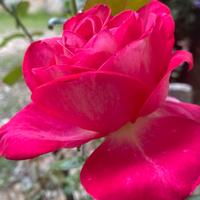 Pulizie domestiche Gallarate e Varese