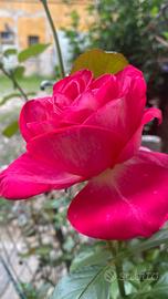 Pulizie domestiche Gallarate e Varese