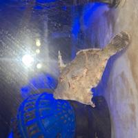 Acreichthys tomentosus pesce lima coda di setola