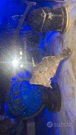 Acreichthys tomentosus pesce lima coda di setola