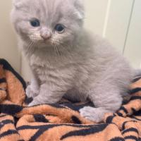 Scottish Fold manto Lilac